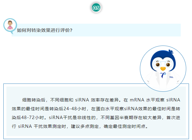 如何对转染效果进行评价？细胞转染后，不同细胞和 siRNA 效率存在差异。在 mRNA 水平观察 siRNA 效果的最佳时间是转染后24-48小时，在蛋白水平观察siRNA效果的最佳时间是转染后48-72小时。siRNA干扰是非线性的，不同基因半衰期存在较大差异，首次进行 siRNA 干扰效果测定时，建议多点测定，确定最佳测定时间点。